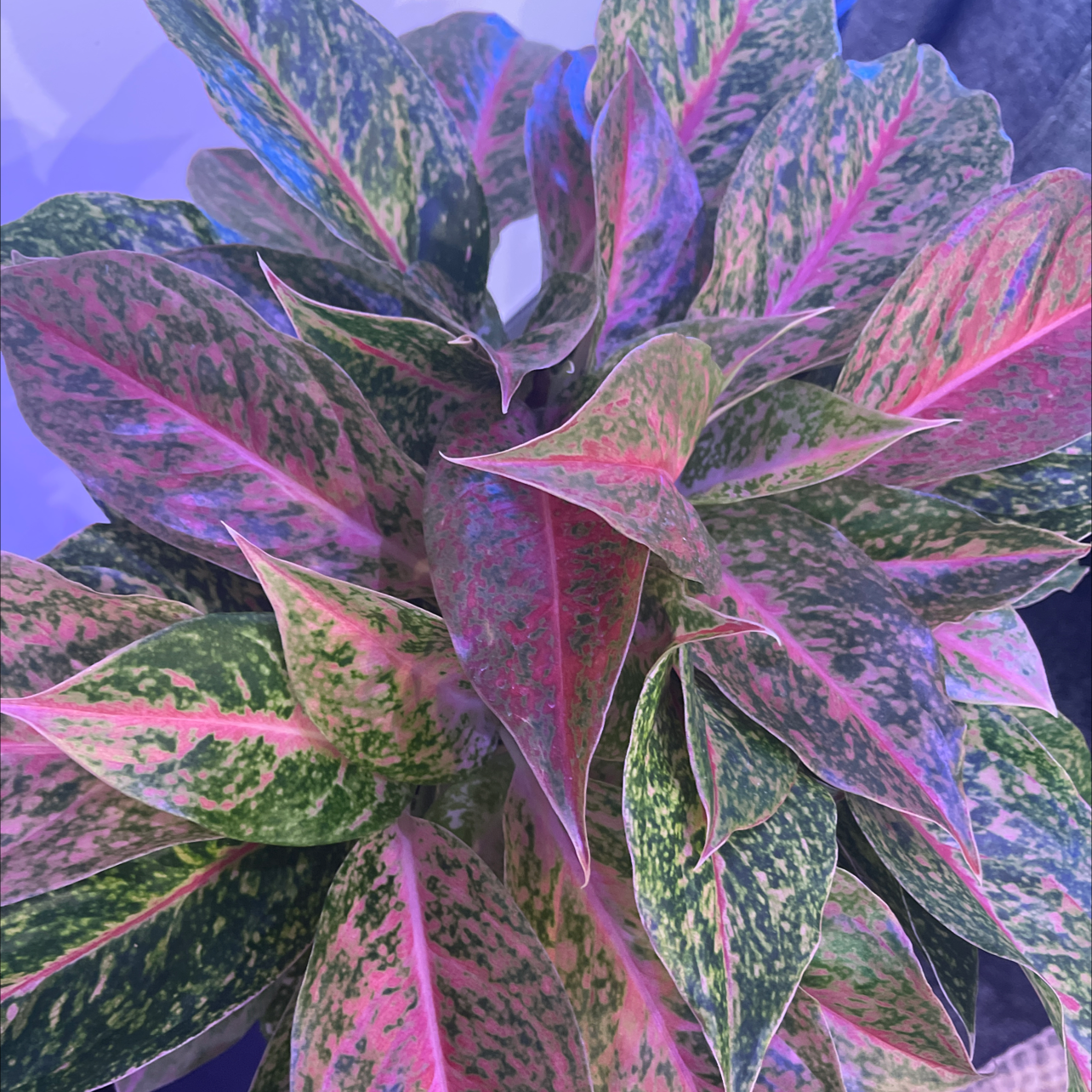 Aglaonema 'Sparkling Sarah' with vibrant, variegated leaves in shades of green, pink, and white.