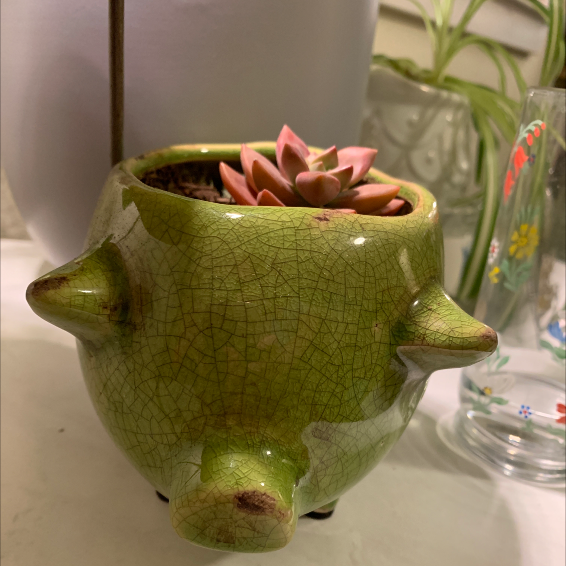 Graptosedum 'California Sunset' succulent in a green textured pot, appears healthy.