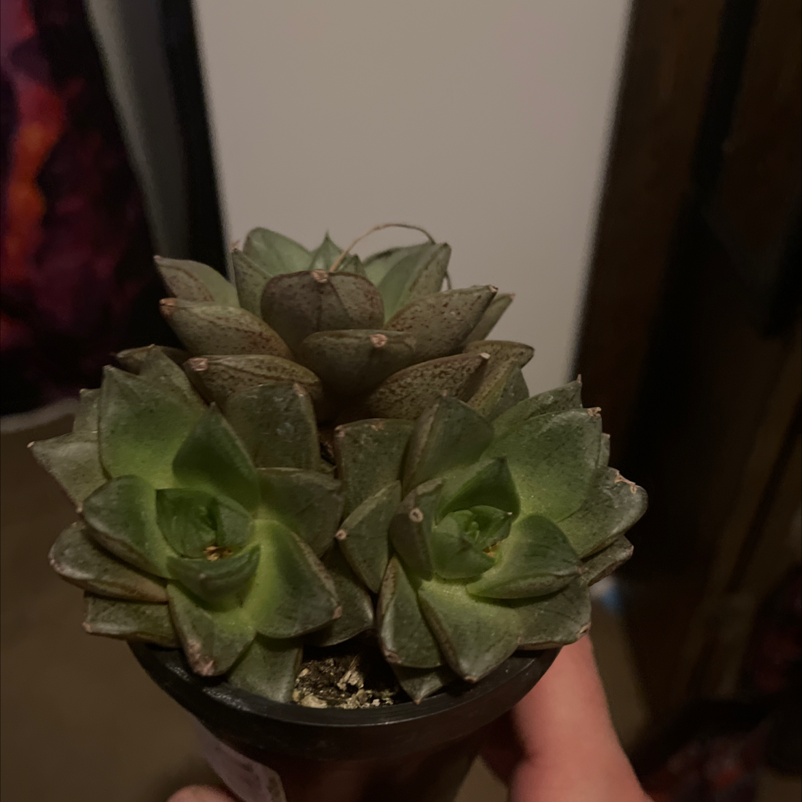 Photo of the plant species Graptopetalum purpusorum by @Hashbunny named Lololo on Greg, the plant care app