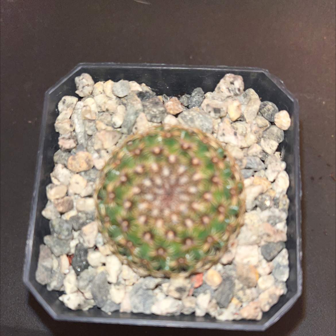 Photo of the plant species Mammillaria huitzilopochtli by @Hashbunny named Sothoth on Greg, the plant care app