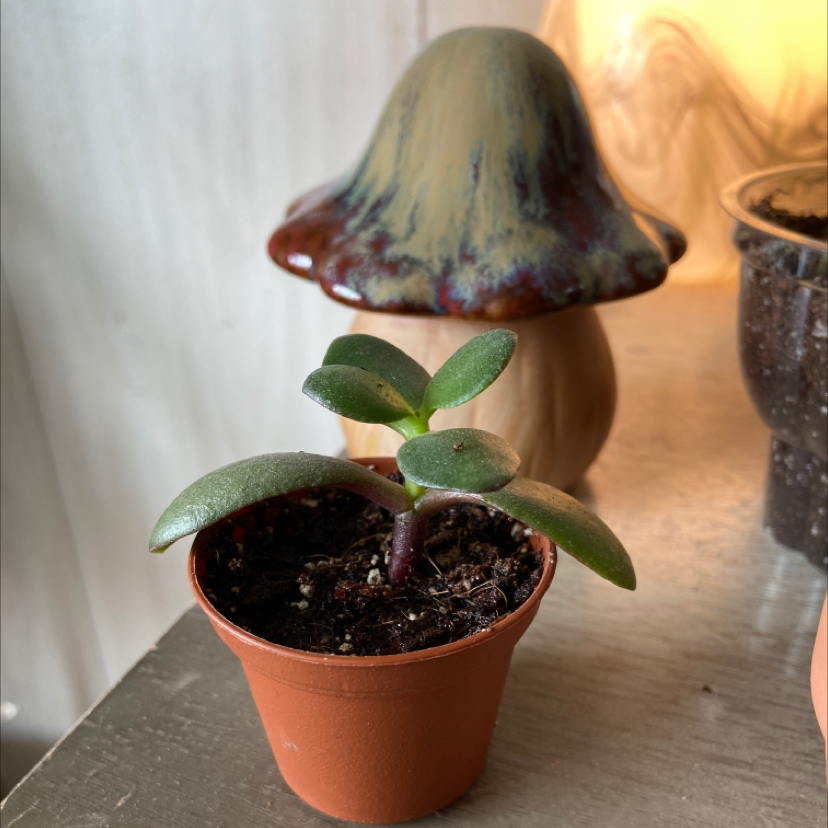 Lucky Plant plant photo by @jimmyfromhell named Jaekelopterus on Greg, the plant care app.