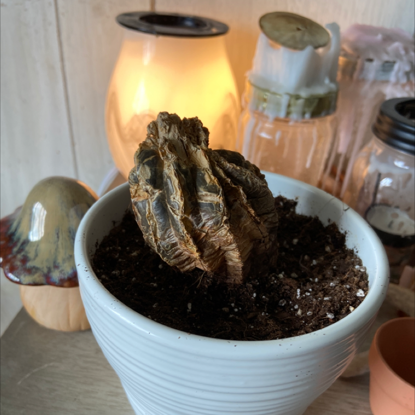 Silver Torch Cactus in a white pot, appears shriveled and discolored, indicating poor health.