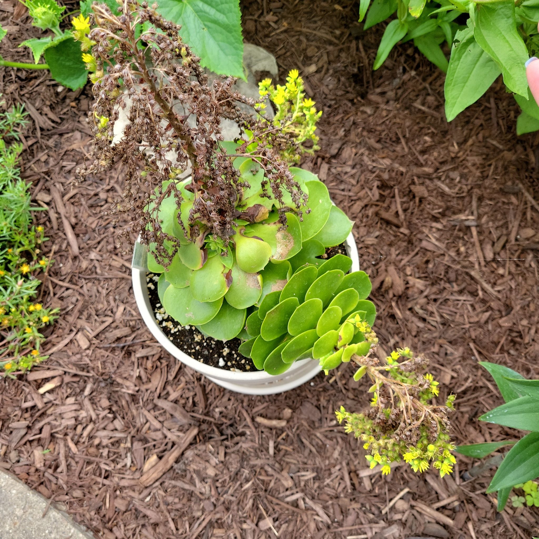 Photo of the plant species Crested Aeonium canariense by @WingedSkunkvine named Alexander on Greg, the plant care app