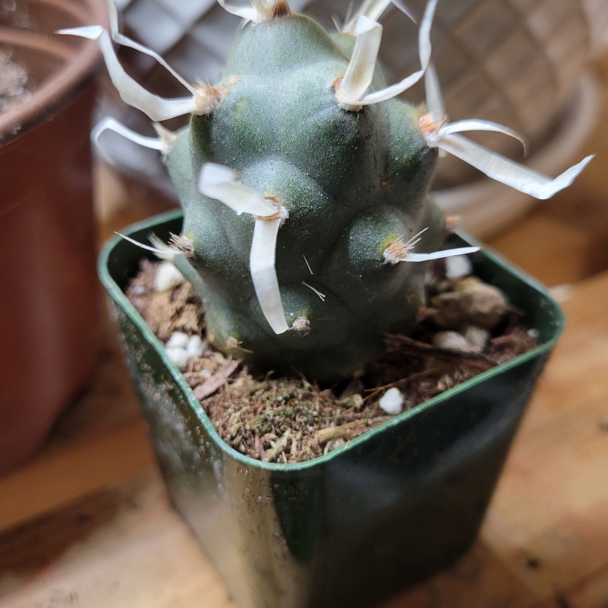 A healthy Paper Spine Cactus in a small pot with visible soil.