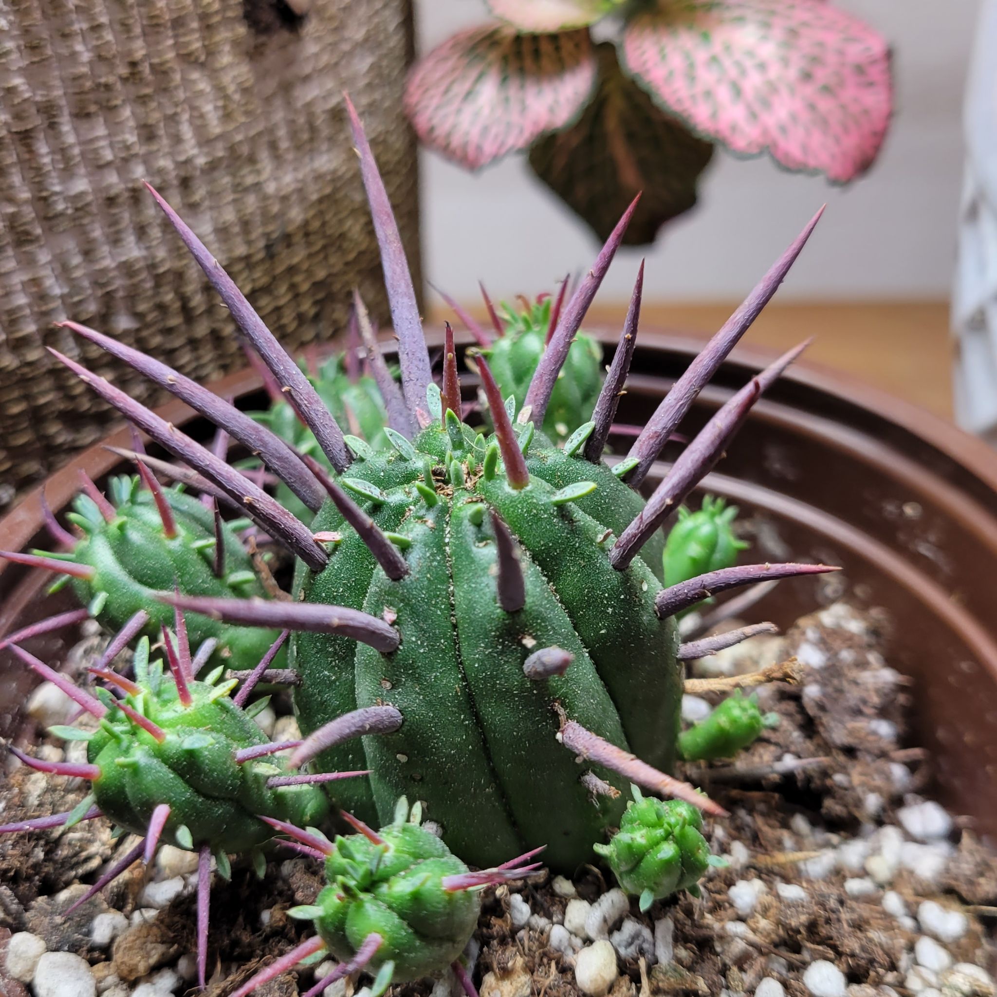 Euphorbia ferox plant with prominent spines in a pot, soil visible.