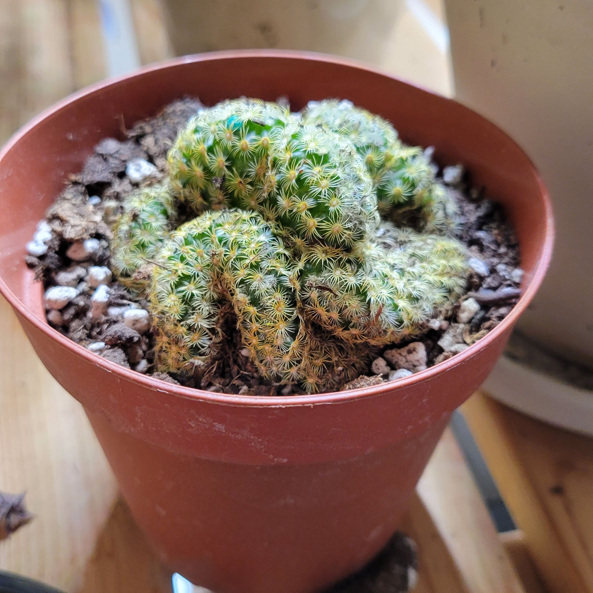 Photo of the plant species 'Cristata' by @WingedSkunkvine named Brain on Greg, the plant care app