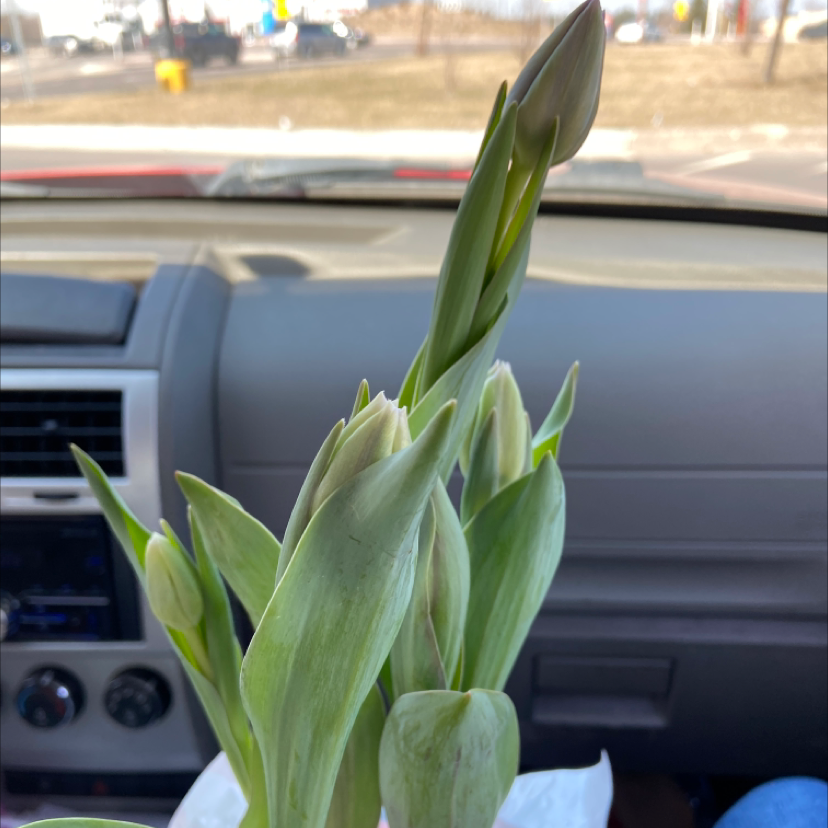 Garden Tulip plant with buds and green leaves inside a vehicle.