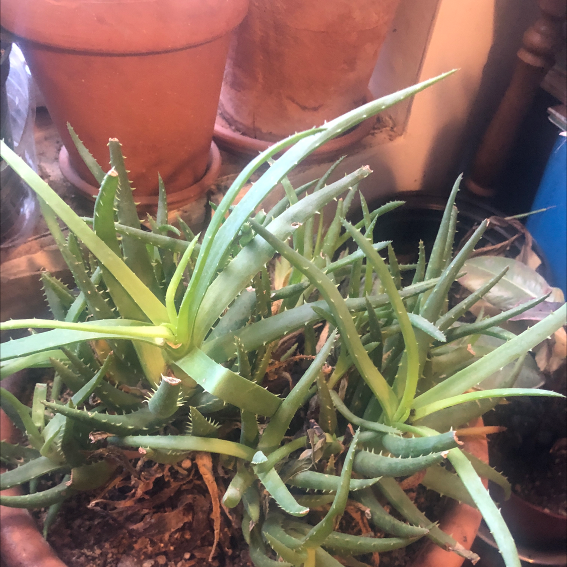 Candelabra Aloe plant in a terracotta pot with some yellowing and browning leaves.
