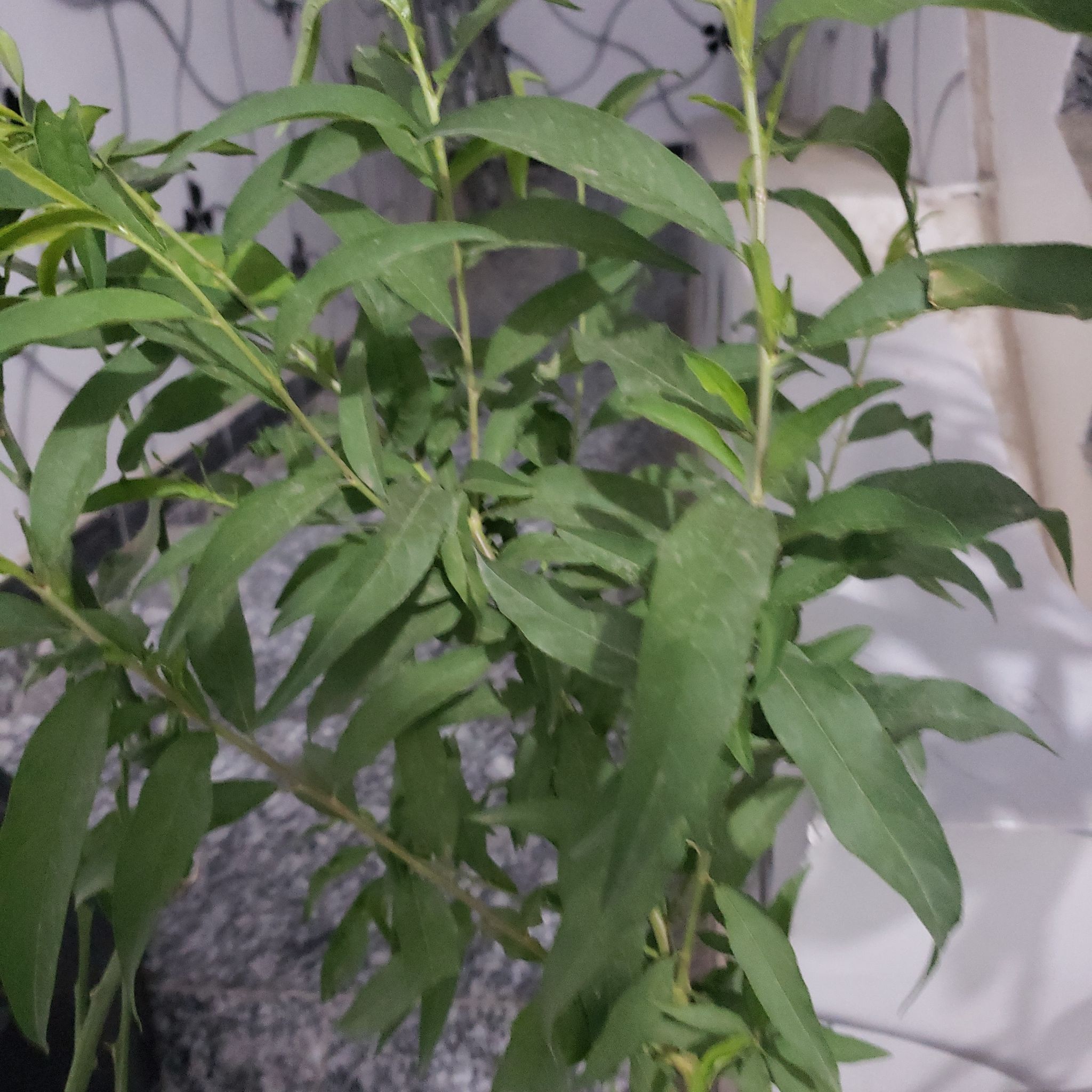 Photo of the plant species July Prince Peach Tree by @ShinyOrchid named Elle on Greg, the plant care app