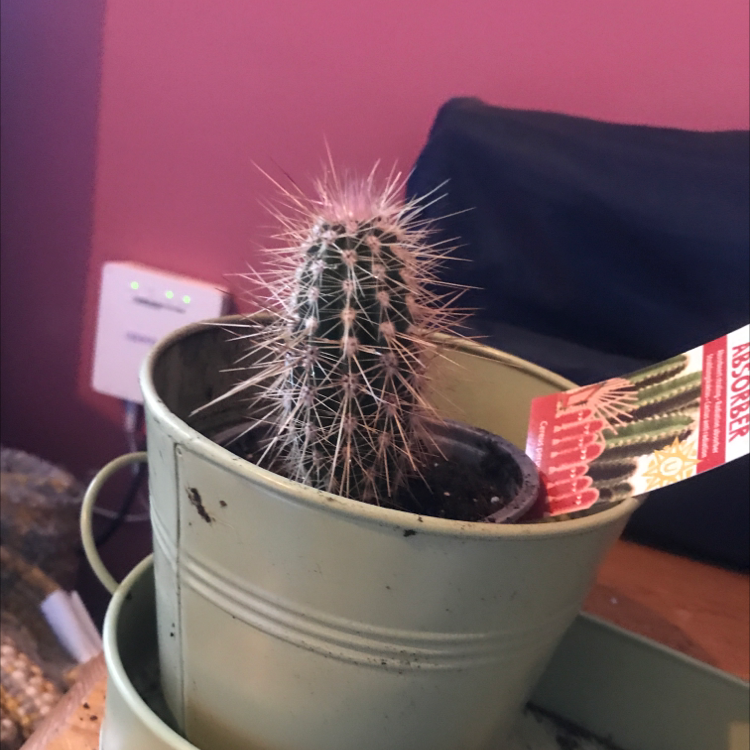 Photo of the plant species Candleholder Cactus by @TastyBlueash named Ray on Greg, the plant care app