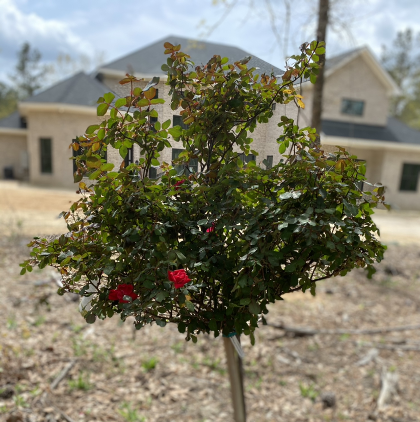 Photo of the plant species Knockout Red Rose by @AviCake named Lucy on Greg, the plant care app