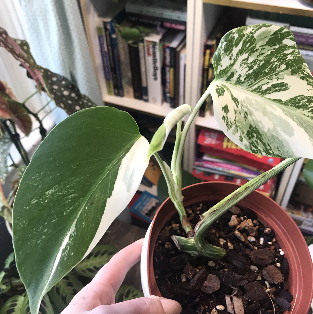 Monstera 'Albo' plant with variegated leaves in a pot, held by a hand.