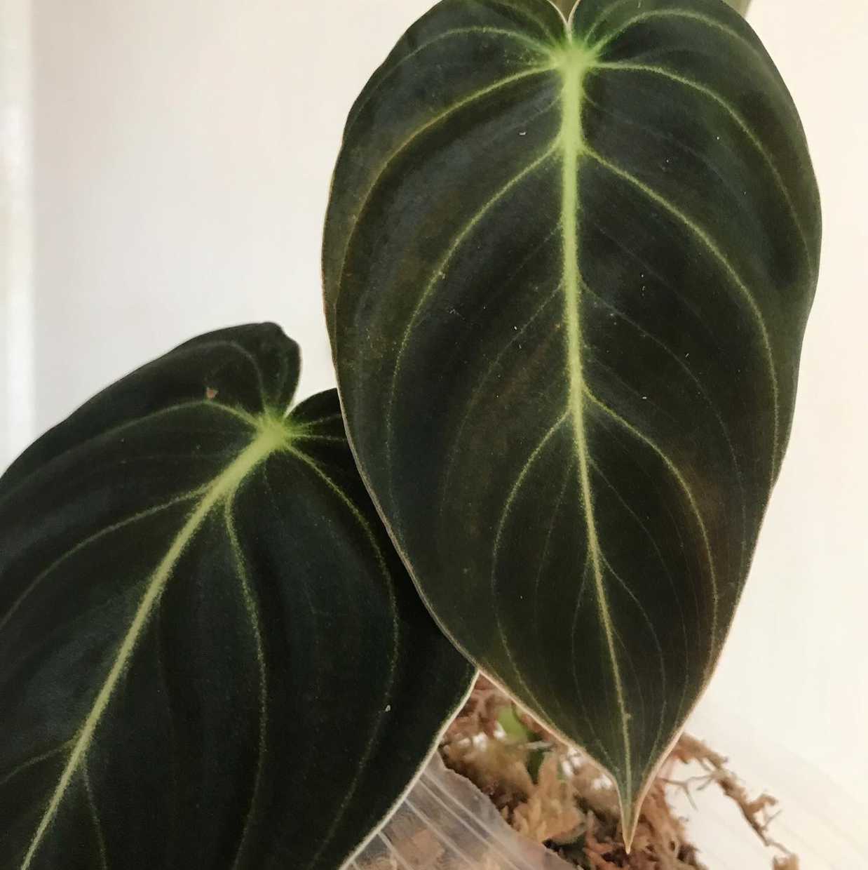 Black Gold Philodendron with dark green leaves and light green veins.