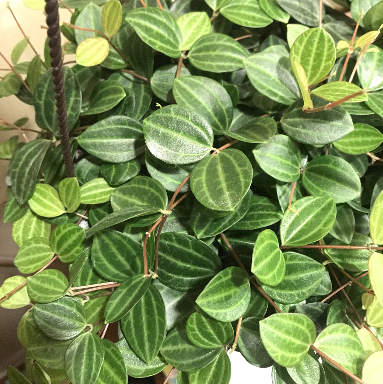 Healthy Beetle Peperomia plant with vibrant green leaves featuring distinct stripes.