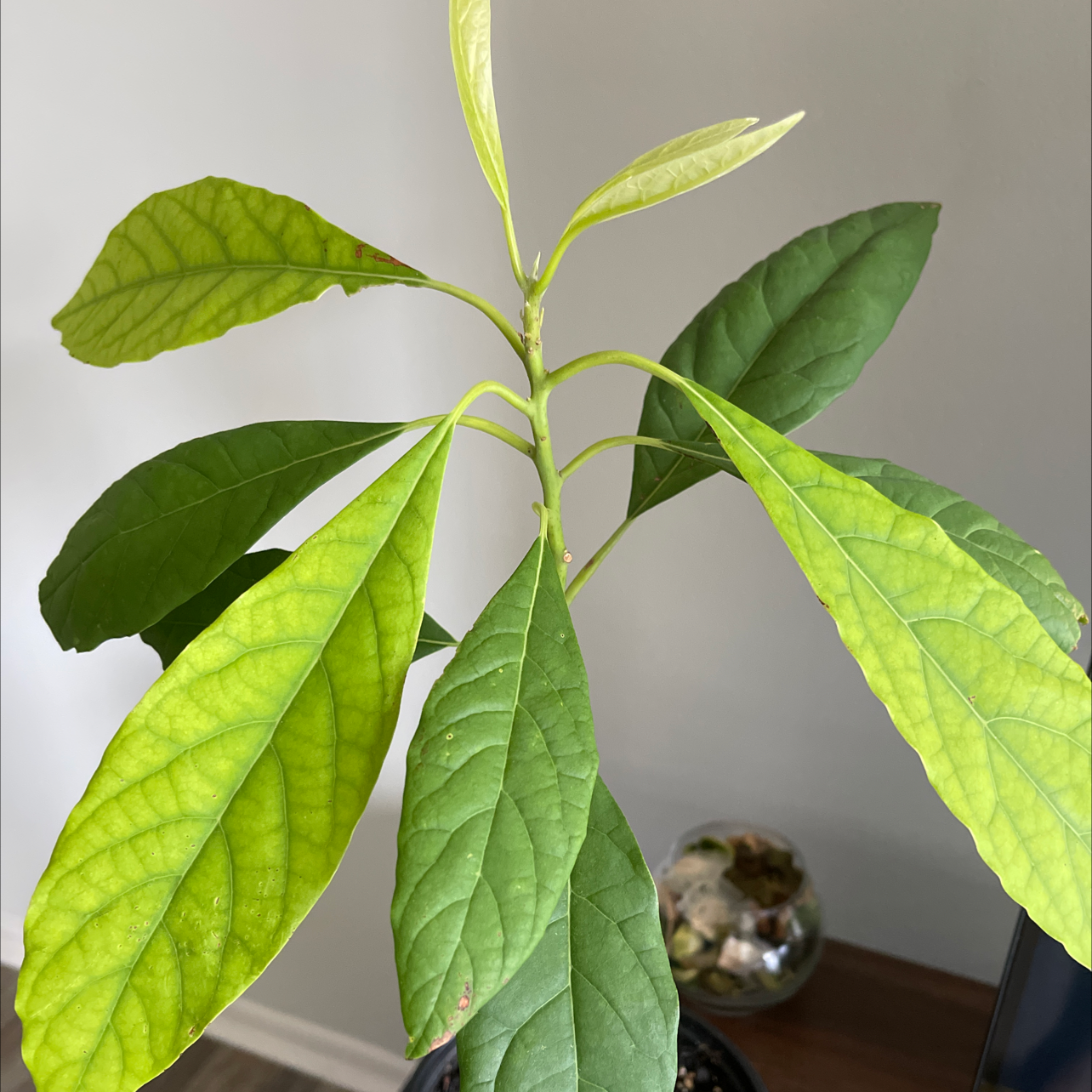 Photo of the plant species Wurtz Avocado by @SuperBroom named Love on Greg, the plant care app