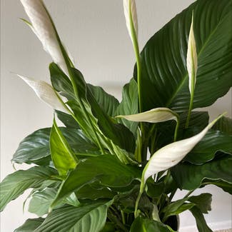 Peace Lily plant in Roswell, Georgia
