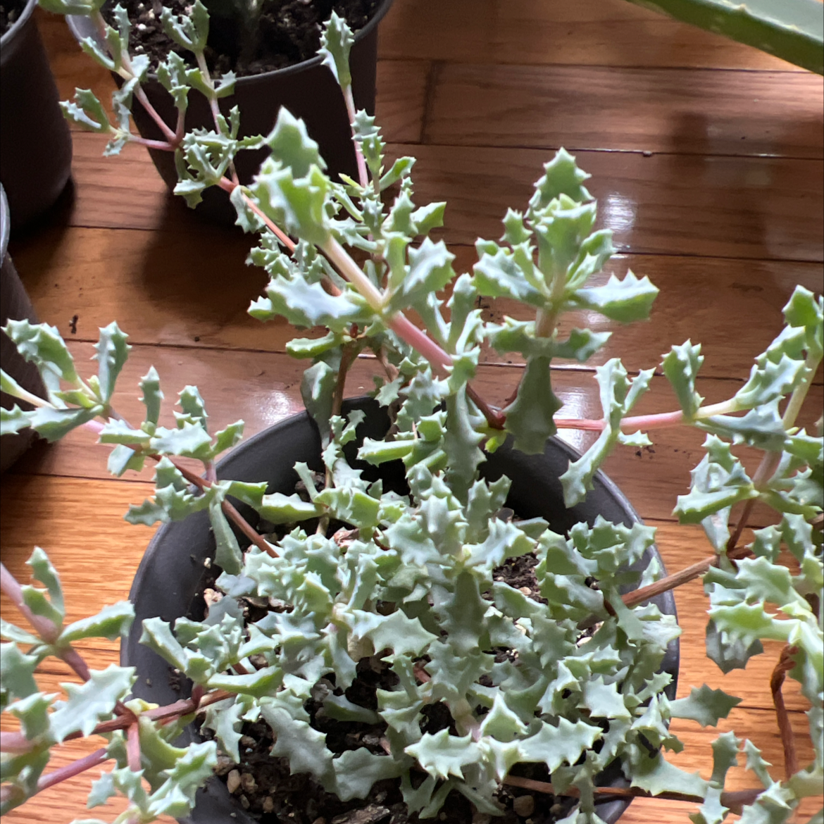 Photo of the plant species Deltoid-Leaved Dew Plant by @ExecRosegrape named Cleopatra on Greg, the plant care app