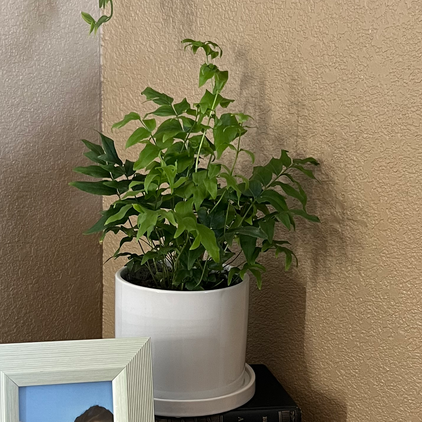 Potted House Holly-Fern indoors against a beige wall, healthy green leaves.
