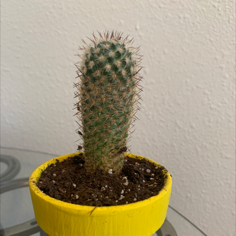 Photo of the plant species Rattail Nipple Cactus by @keedytonk named Prickly One on Greg, the plant care app