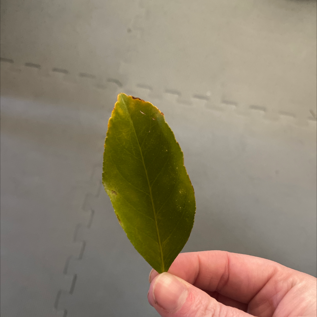 A single leaf of a Black Chokecherry plant with browning edges, held by a hand.