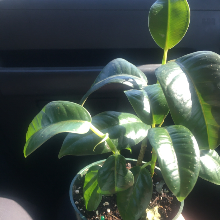 Rubber Plant plant photo by Gwynee named Darwin on Greg, the plant care app.