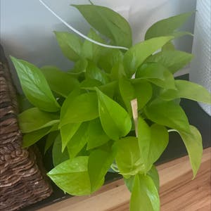 Neon Pothos plant photo by Gwynee named Keanu Leaves on Greg, the plant care app.