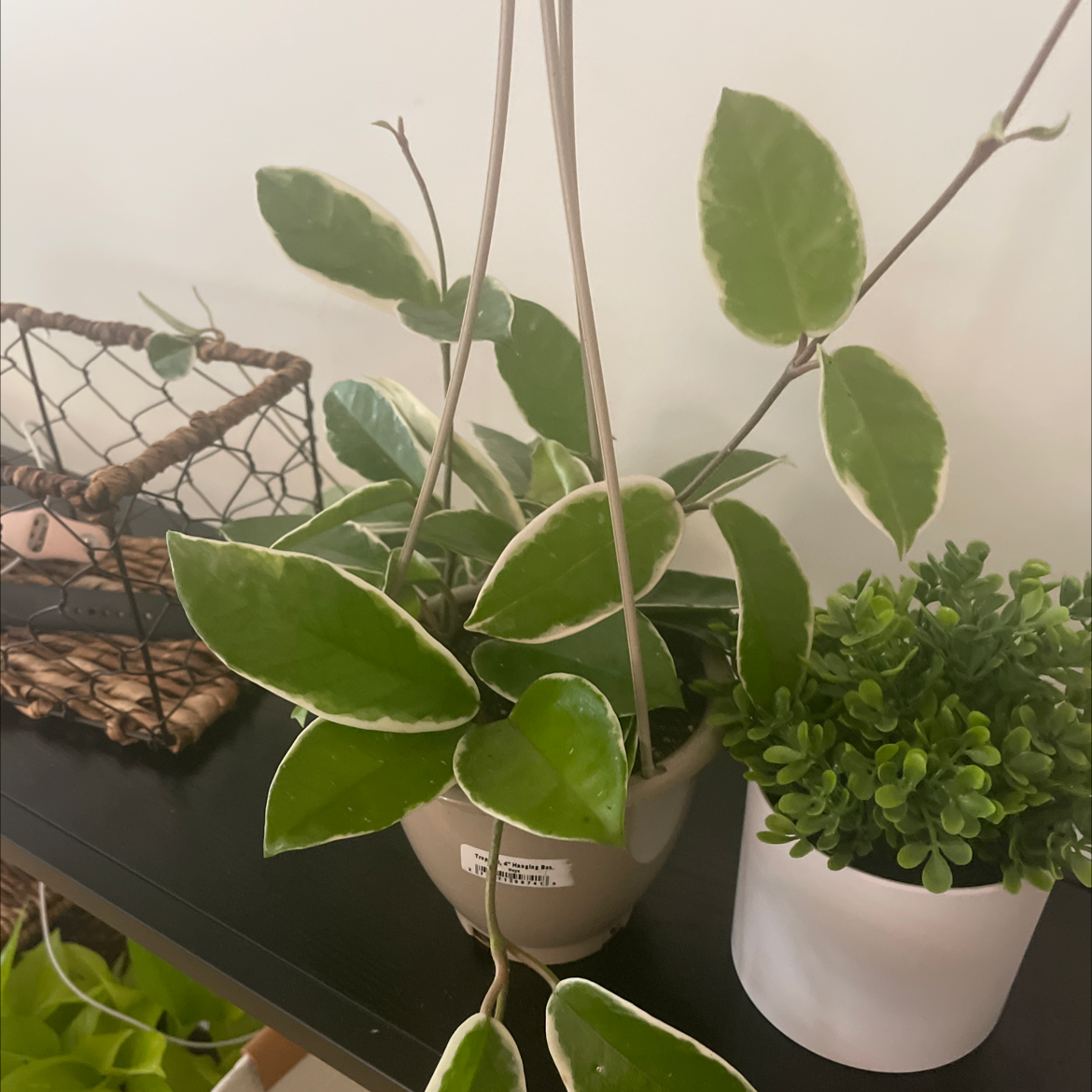 Waxplant plant photo by Gwynee named Girlfrond on Greg, the plant care app.