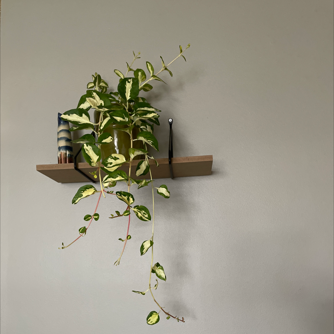 Photo of the plant species Wojo's Jem by @ZingNinebark named Winey moo on Greg, the plant care app