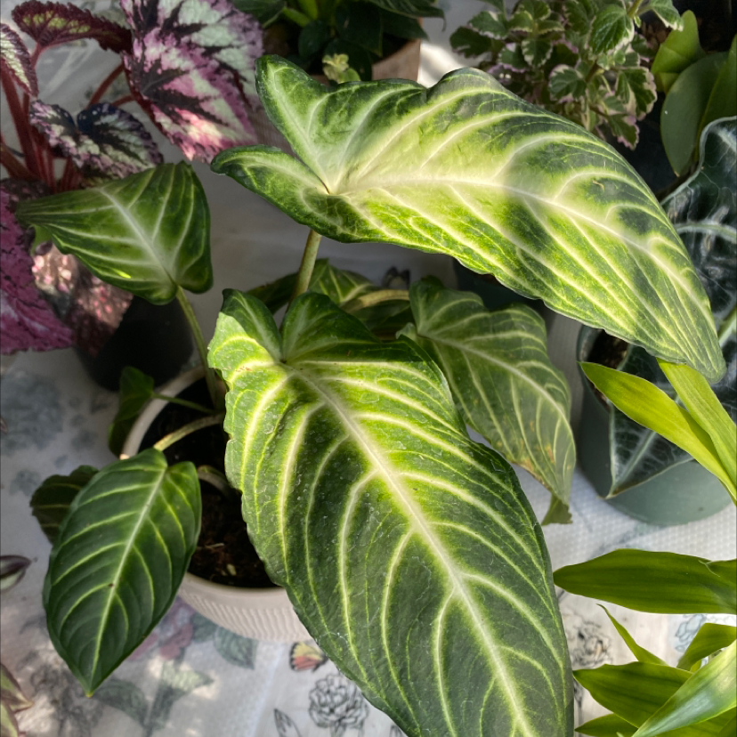 Caladium lindenii 'Magnificum' plant with vibrant green leaves and white veins, well-framed and focused.