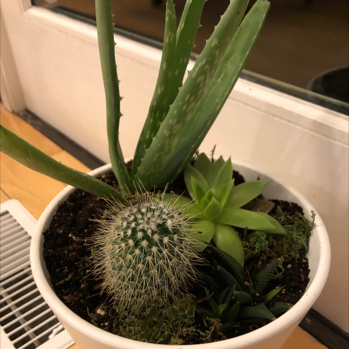 Potted Broad-Leaved Aloe with other plants, healthy leaves, visible soil.