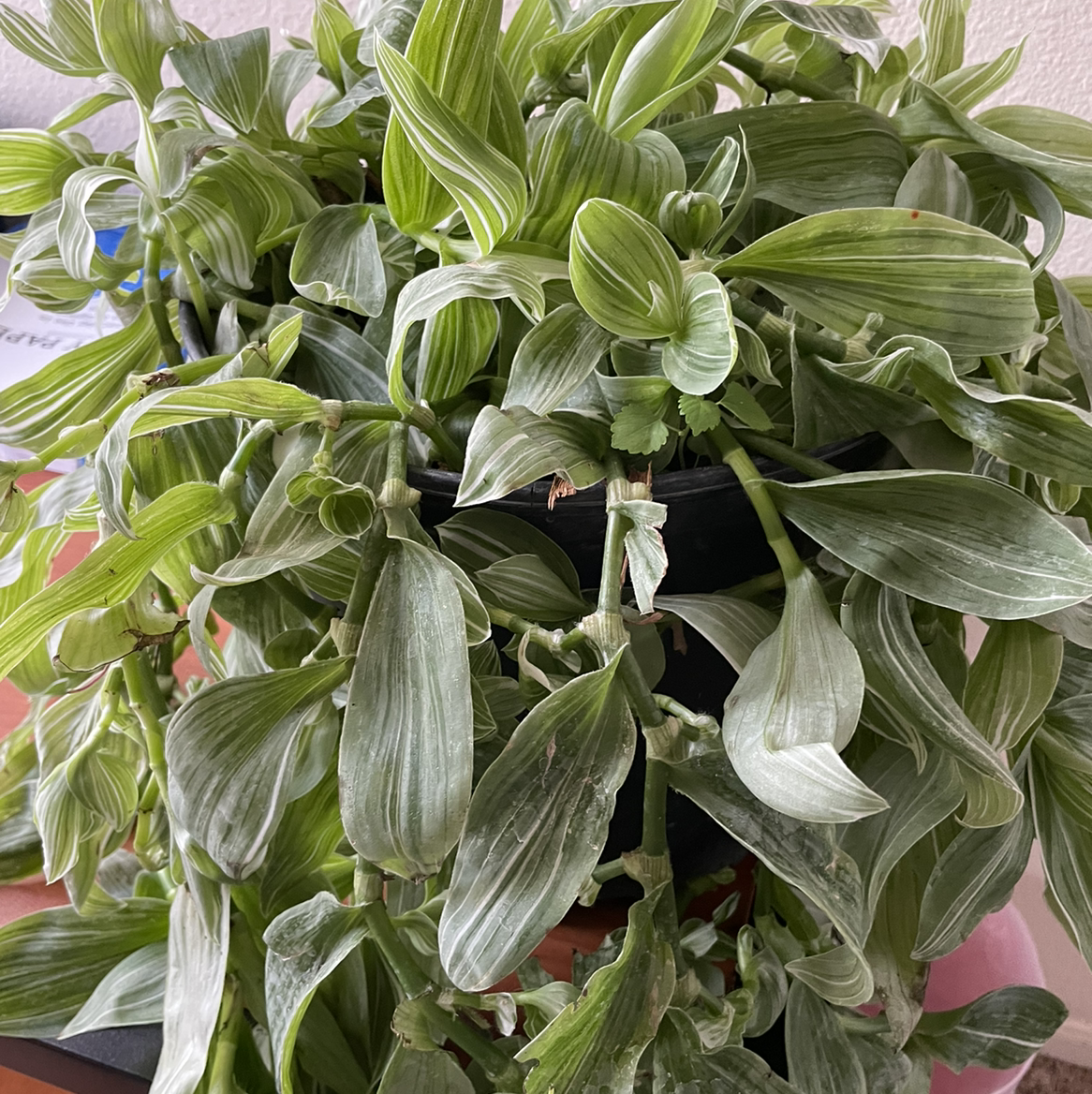 Tradescantia albiflora 'Albovittata' plant with variegated leaves, healthy appearance.