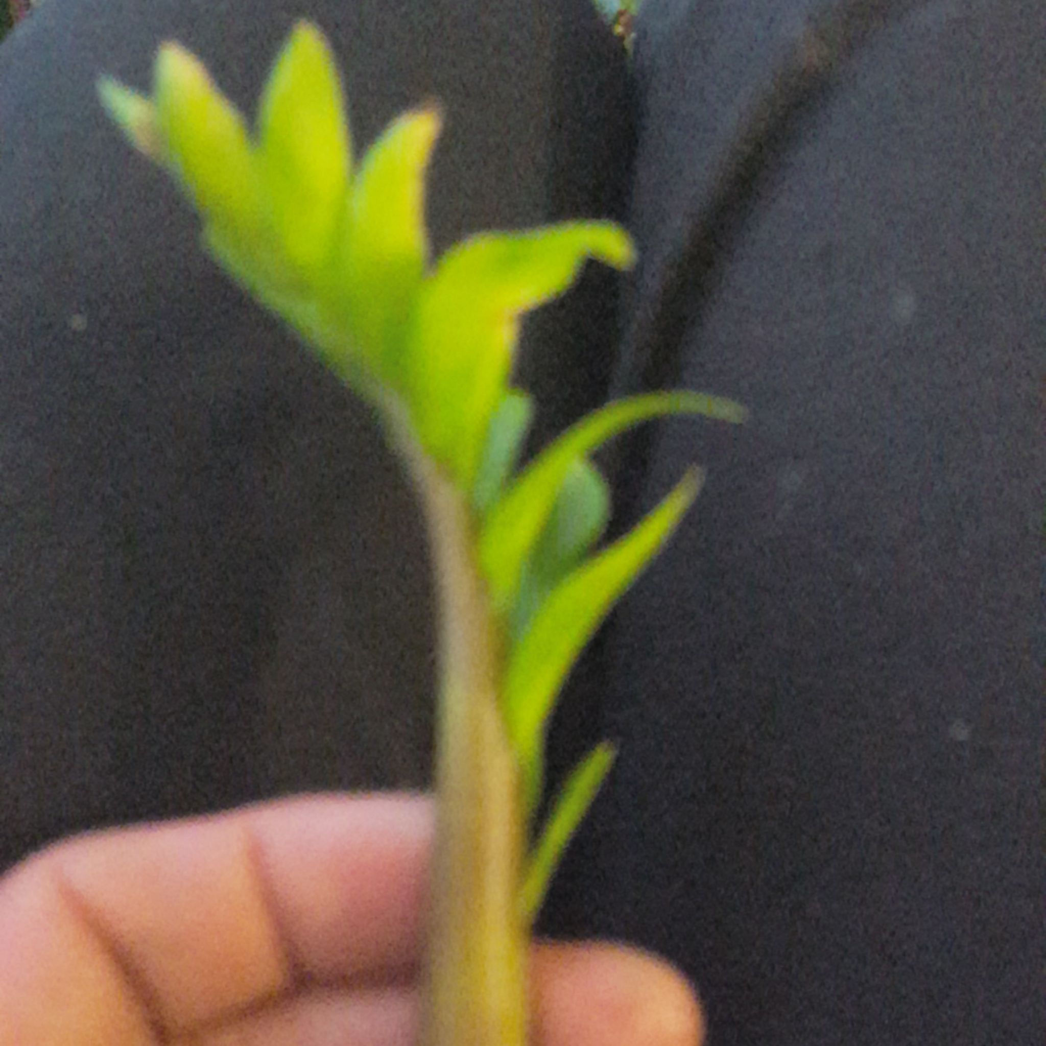 Photo of the plant species Snake Palm by @HeadGreenice named Cleopatra on Greg, the plant care app