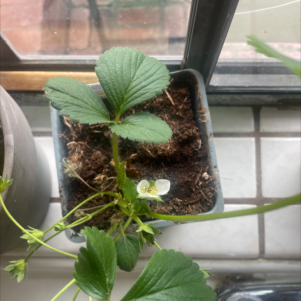 California Strawberry plant in a pot with green leaves and a single white flower on a windowsill.