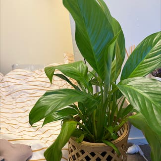 Peace Lily plant in Auckland, Auckland