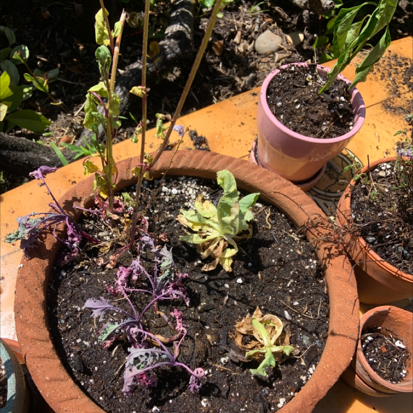 A terracotta pot containing several species of small succulents and cacti planted together in dark soil, some with colorful leaves and flowers.