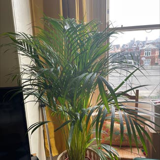 Areca Palm plant in Exeter, England
