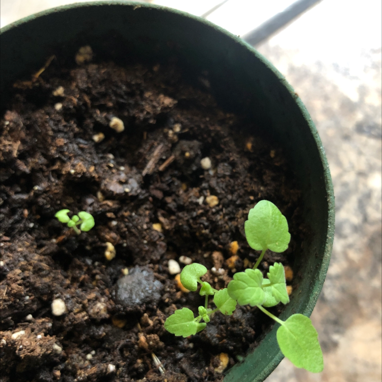 Young Catnip plant in a pot with healthy green leaves and visible soil.