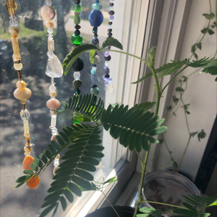 Sensitive Plant (Mimosa pudica) near a window with beads hanging in the background.