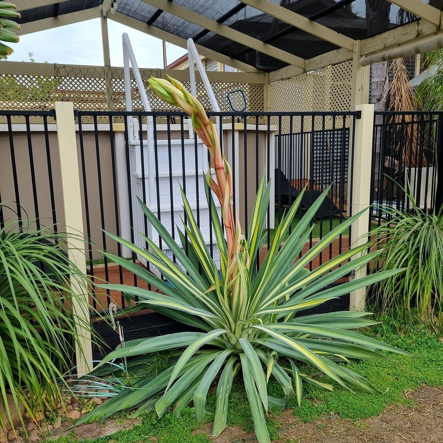 Photo of the plant species Beschorneria by @CreativeKiekie named Zion on Greg, the plant care app