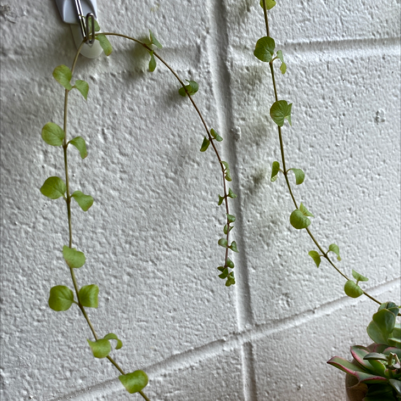 Creeping Jenny plant with long, trailing stems and small, round leaves against a white wall.