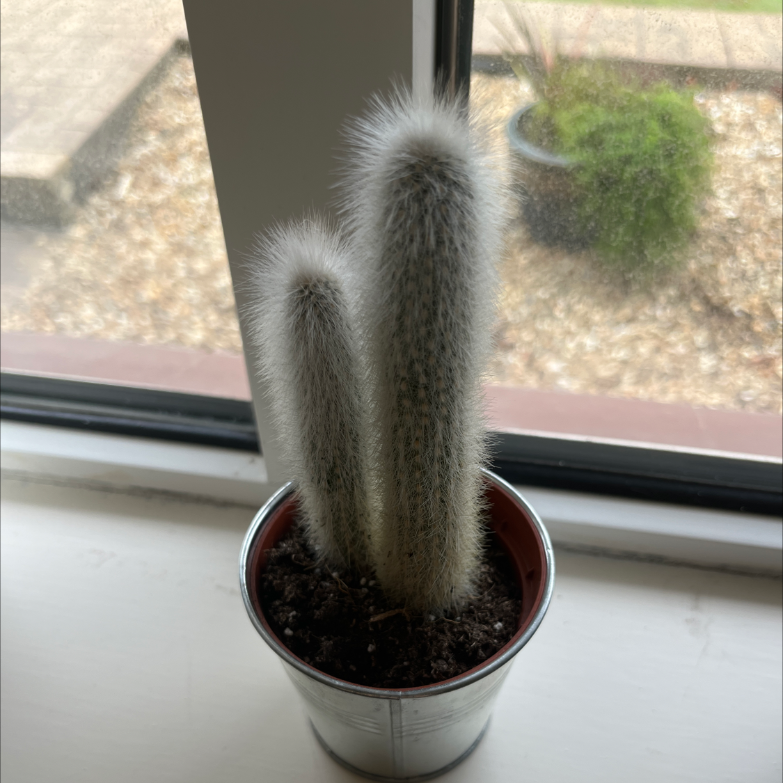 Photo of the plant species Cleistocactus strausii by @ProtectiveKoa named Tom on Greg, the plant care app