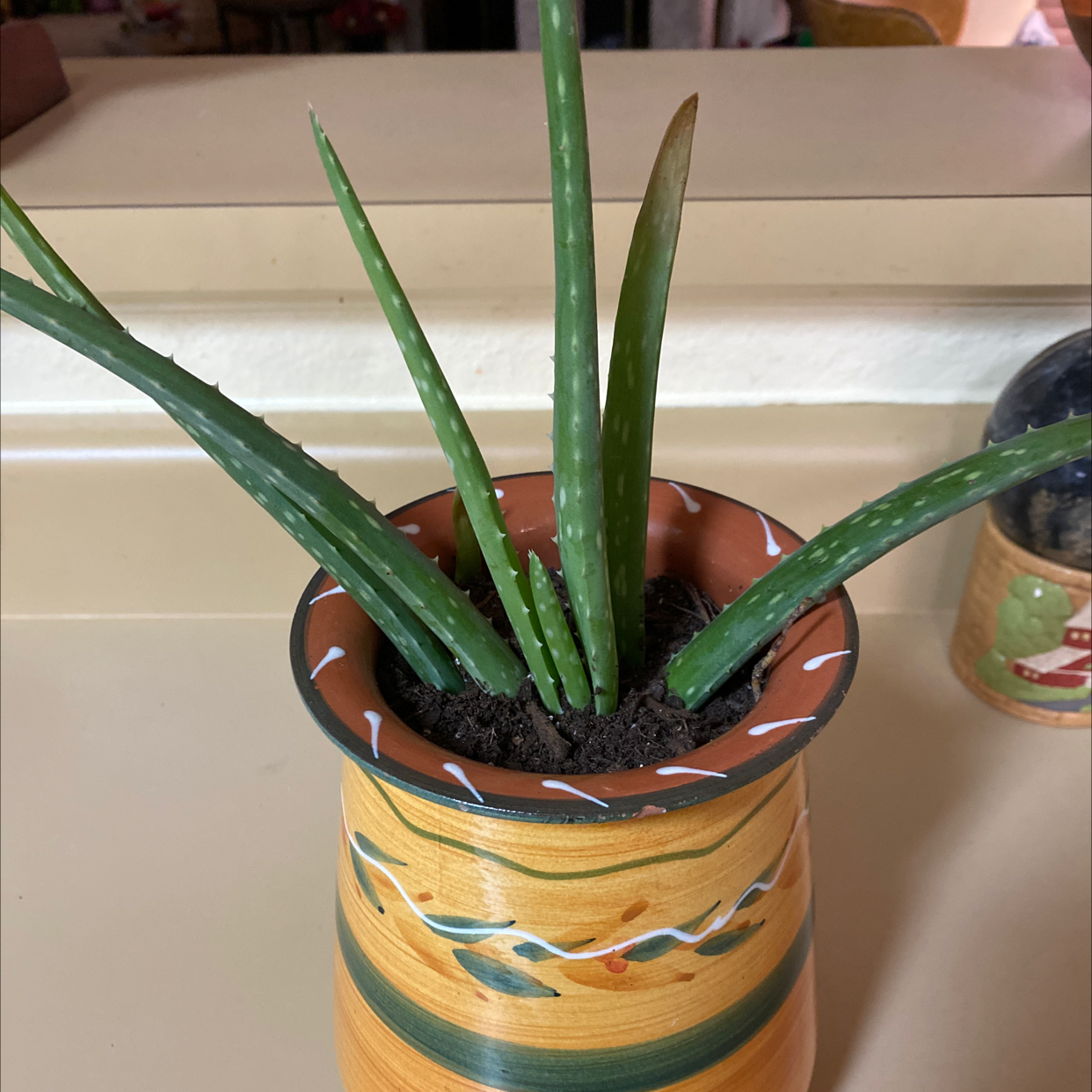 Aloe vera plant photo by @Keylee3 named Spike on Greg, the plant care app.