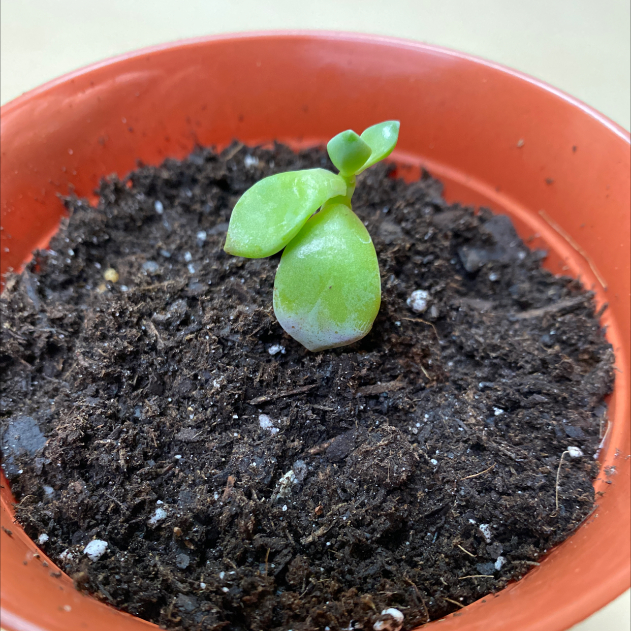 A young Five Stamen Graptopetalum plant in a pot with visible soil.