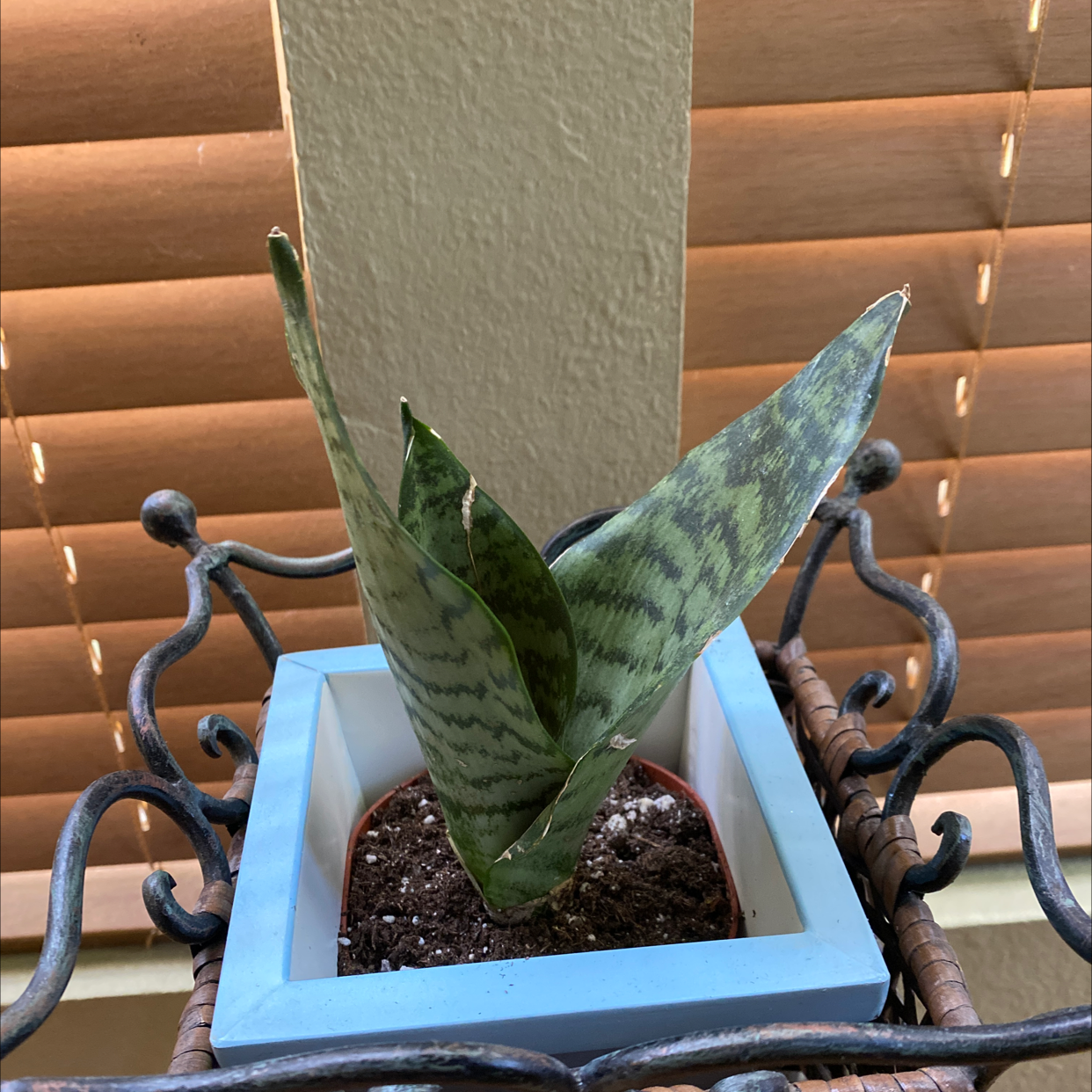 Zeylanica Snake Plant in a pot on a decorative stand near a window with blinds.