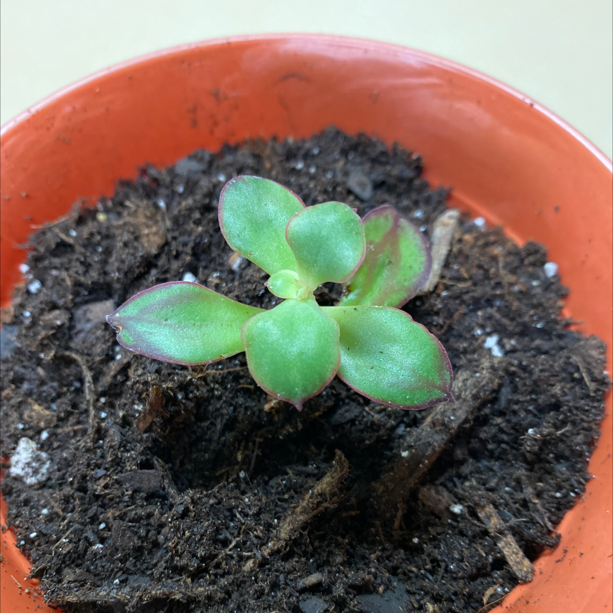 A Painted Echeveria succulent in a pot with visible soil.