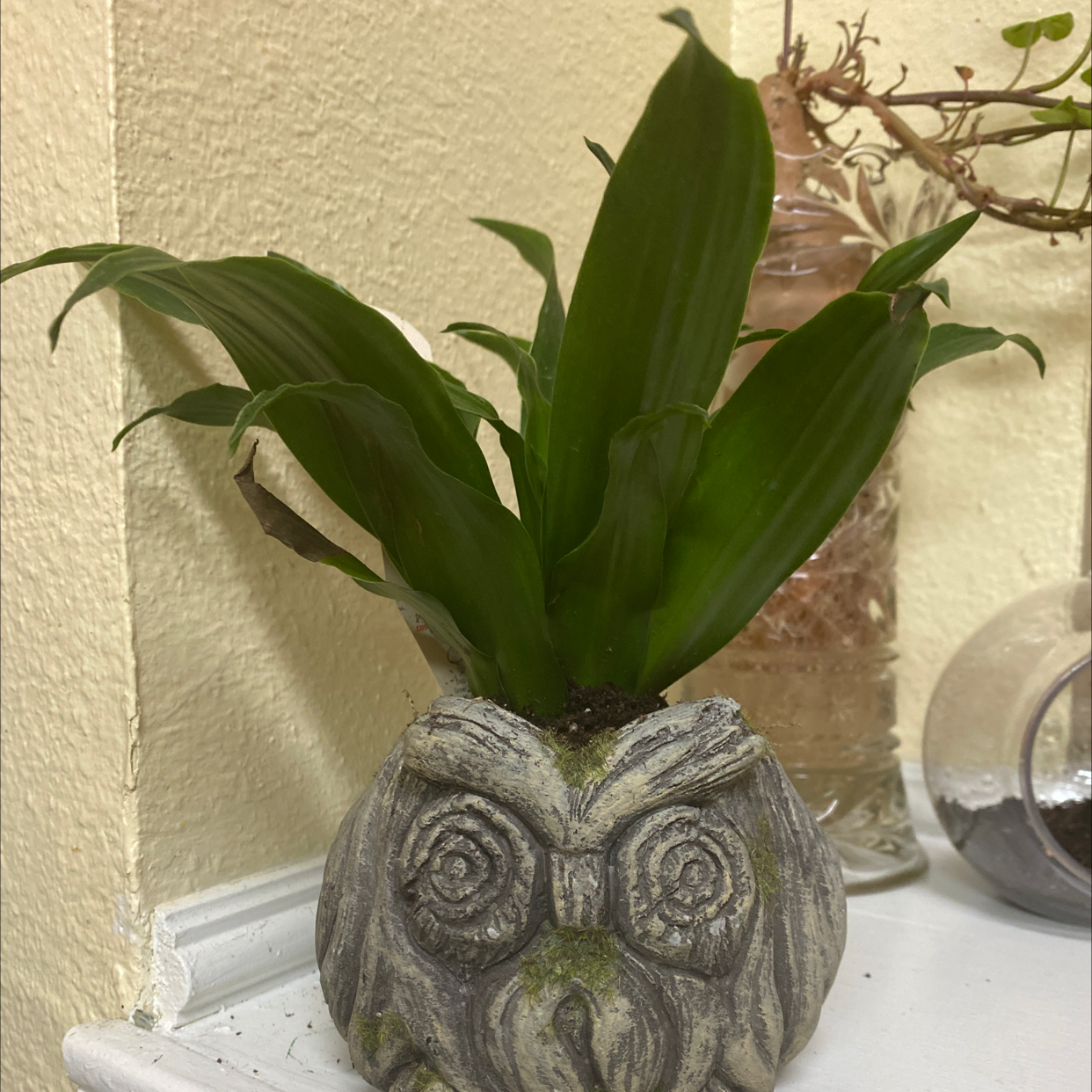 Dracaena 'Janet Craig Compacta' plant photo by @Keylee3 named Oddish on Greg, the plant care app.