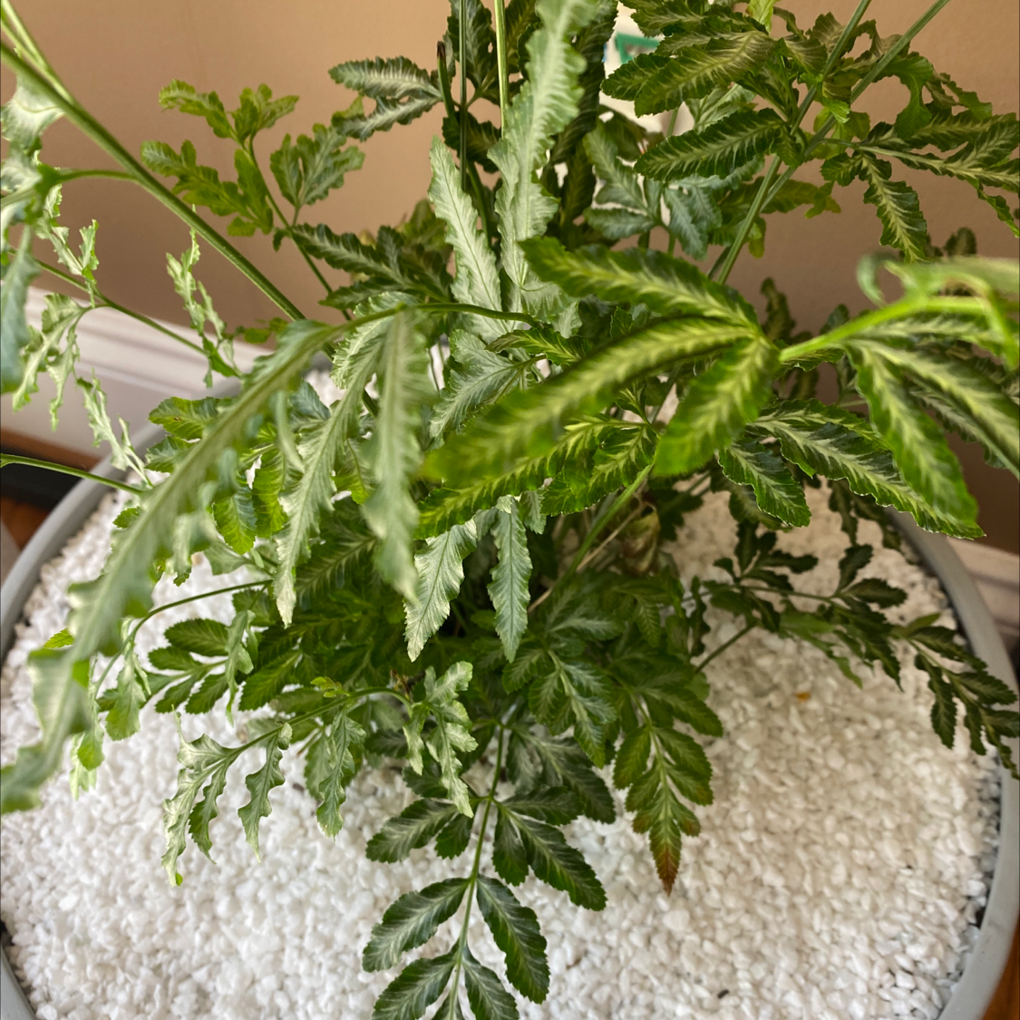 Brake Fern in a pot with white pebbles, displaying healthy green leaves.