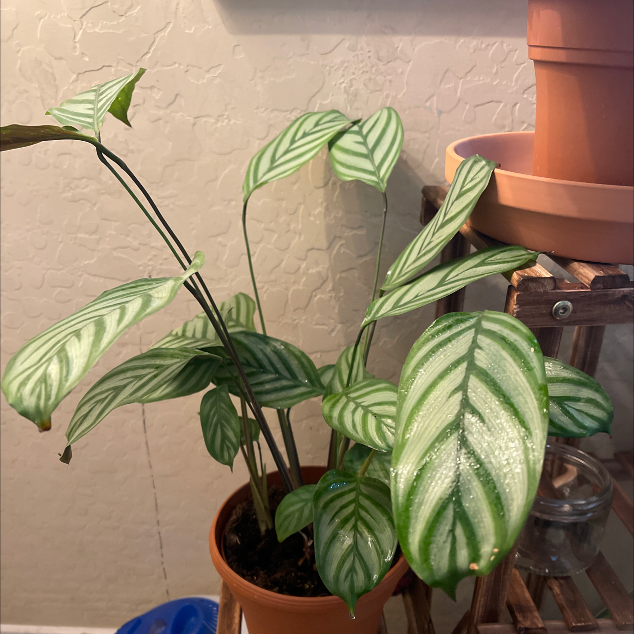 Never Never Ctenanthe plant in a pot with healthy variegated leaves.