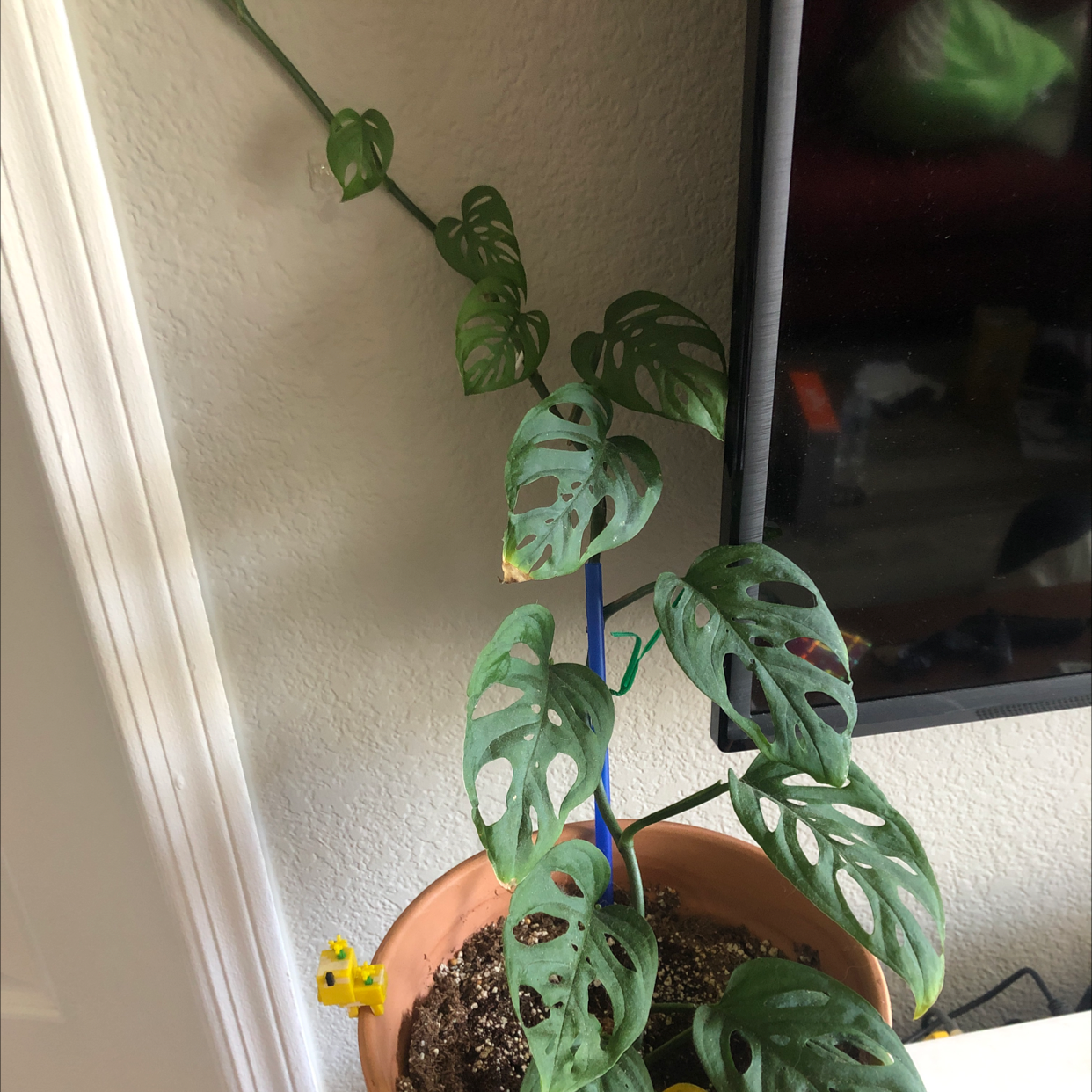 A healthy Monstera obliqua plant with large perforated leaves growing in a small terra cotta pot on a windowsill.