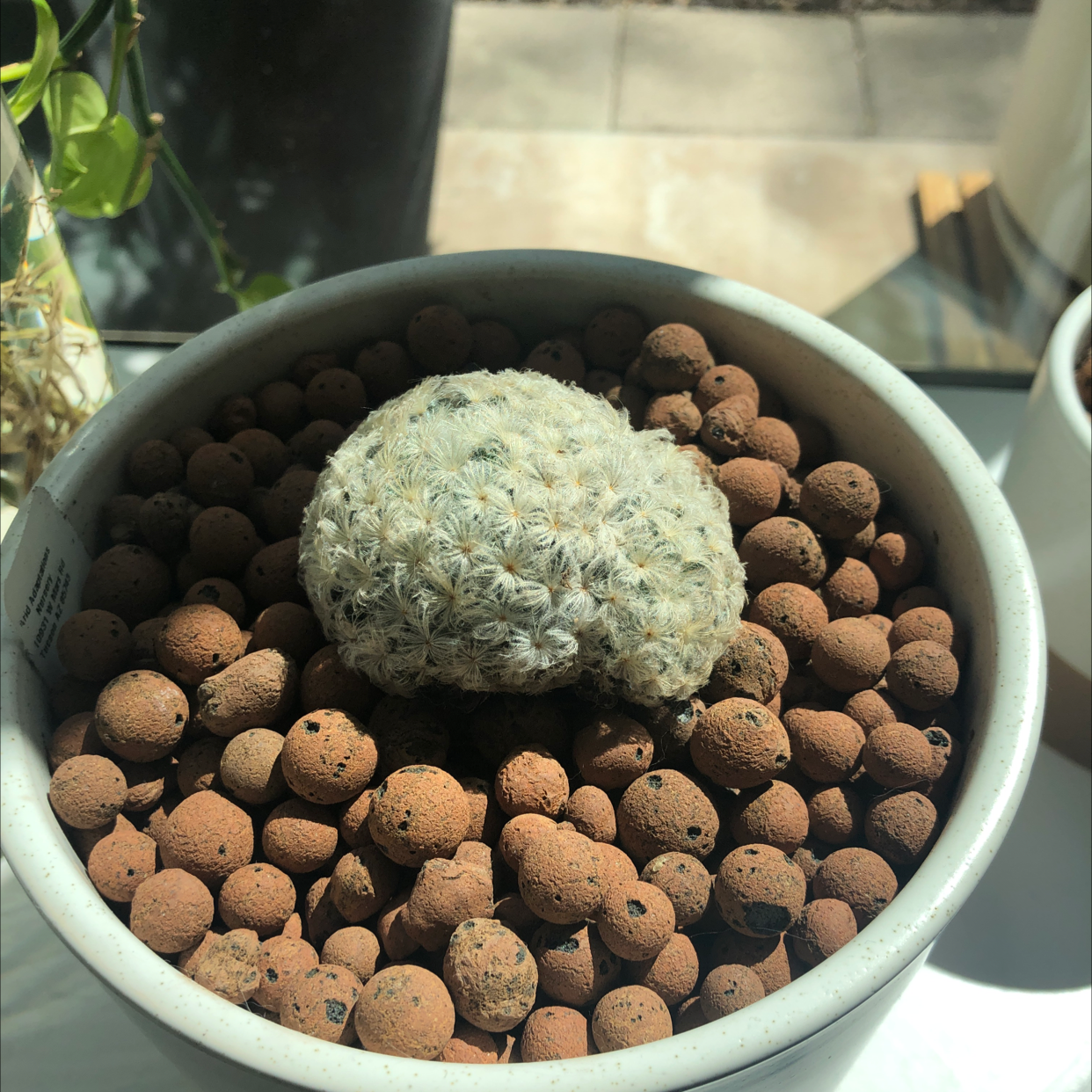 Feather Cactus in a pot with clay pebbles, well-lit and focused.